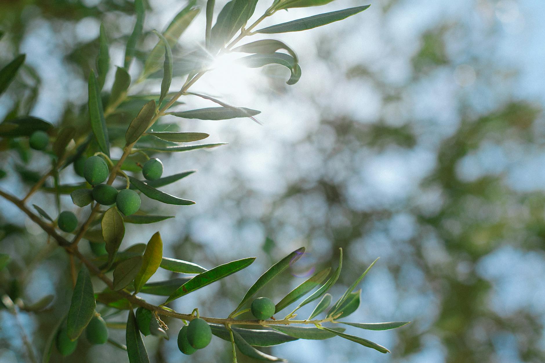 green branches with olives and leaves against sunshine